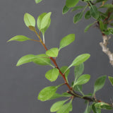 F.ファシクラータ EC3333