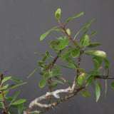 F.ファシクラータ EC3333