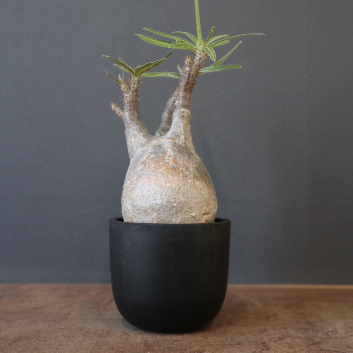 TaiShoDo ONLINE SHOP 塊根植物 多肉植物通販