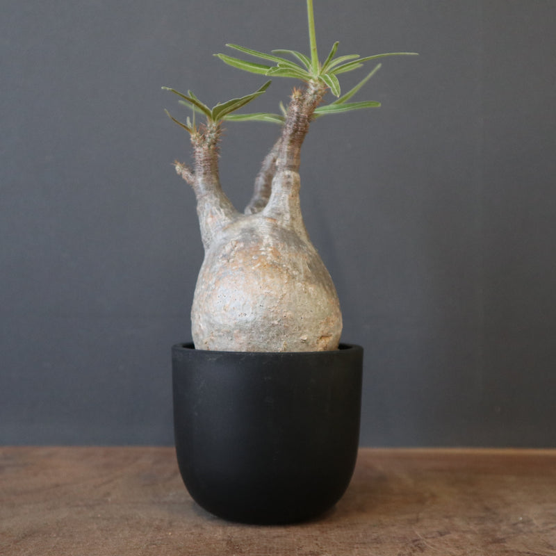 P.グラキリス 1890 – TaiShoDo ONLINE SHOP