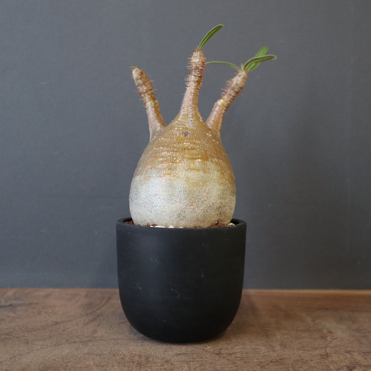 TaiShoDo ONLINE SHOP 塊根植物 多肉植物通販