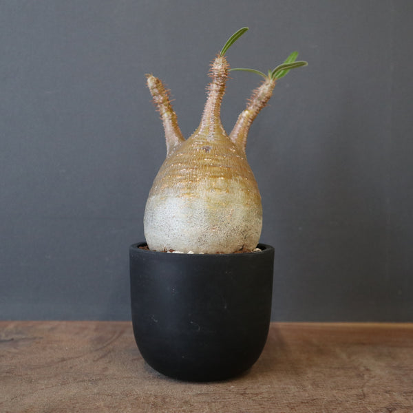 塊根植物 – 8ページ目 – TaiShoDo ONLINE SHOP