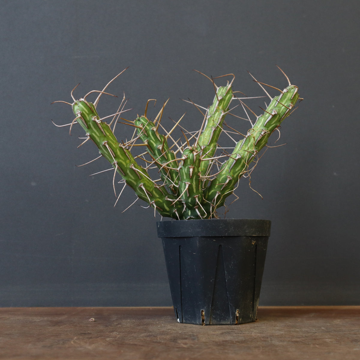 ユーフォルビア – 2ページ目 – TaiShoDo ONLINE SHOP