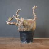 P.グラキリス 574