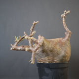 P.グラキリス 574