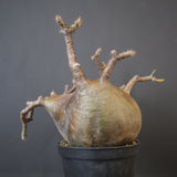 P.グラキリス 574