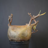 P.グラキリス 574