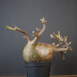 P.グラキリス 574