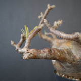 P.グラキリス 574