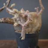 P.グラキリス 574