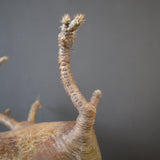 P.グラキリス 574