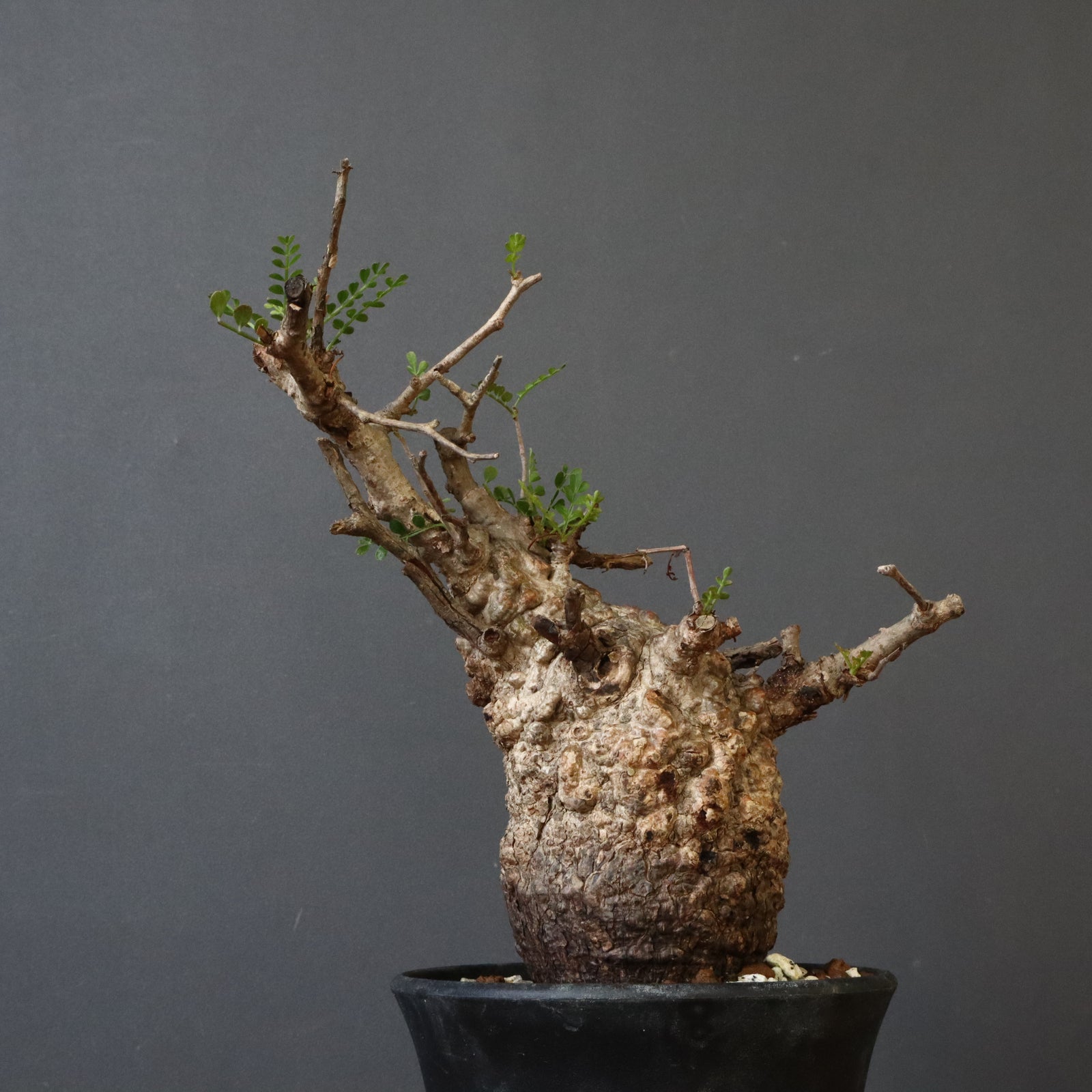 O.パキプス 884 – TaiShoDo ONLINE SHOP