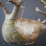 P.グラキリス 574