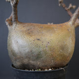 P.グラキリス 574