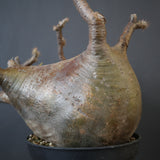 P.グラキリス 574