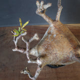 P.グラキリス 574