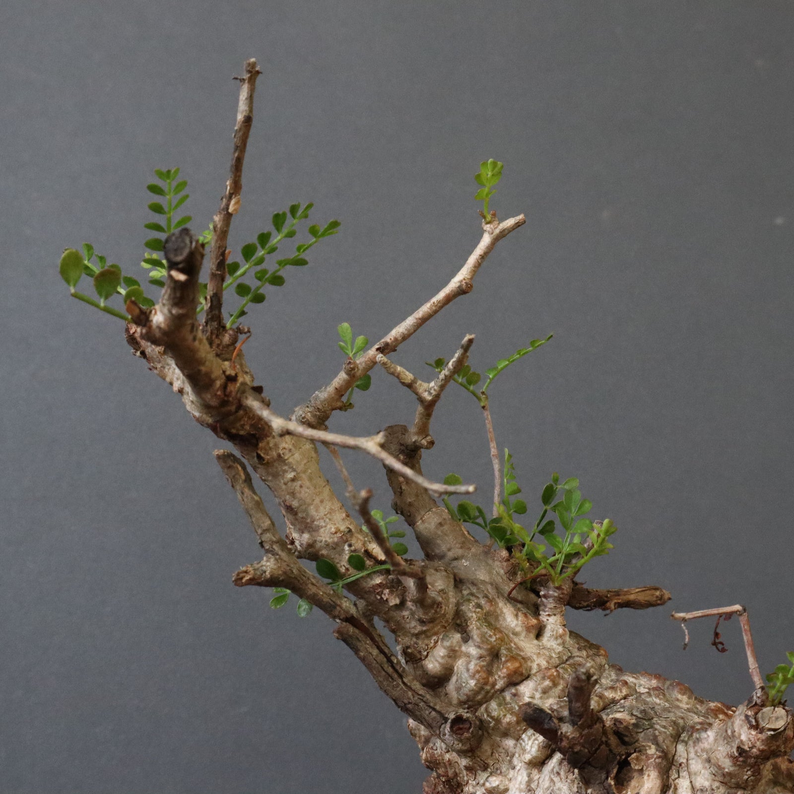 O.パキプス 884 – TaiShoDo ONLINE SHOP