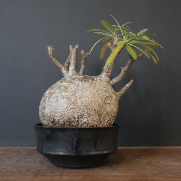 P.グラキリス 1245 – TaiShoDo ONLINE SHOP