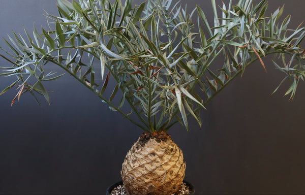 TaiShoDo ONLINE SHOP 塊根植物 多肉植物通販
