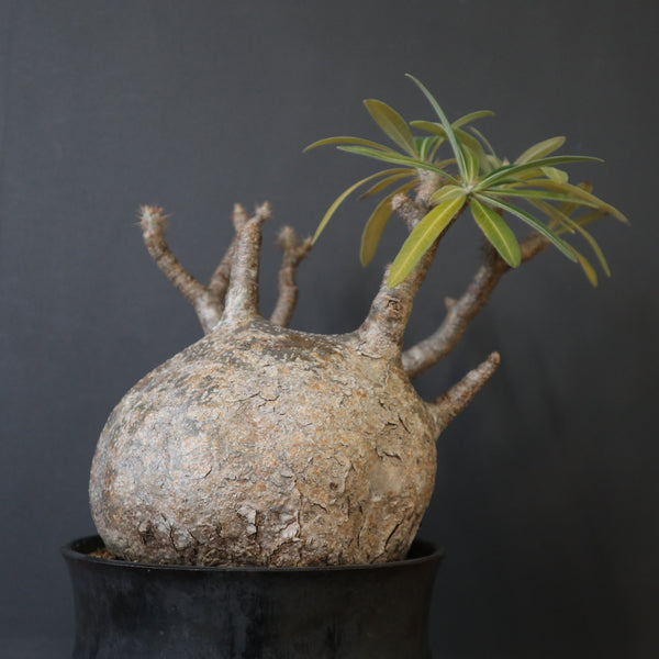 塊根植物 – 4ページ目 – TaiShoDo ONLINE SHOP