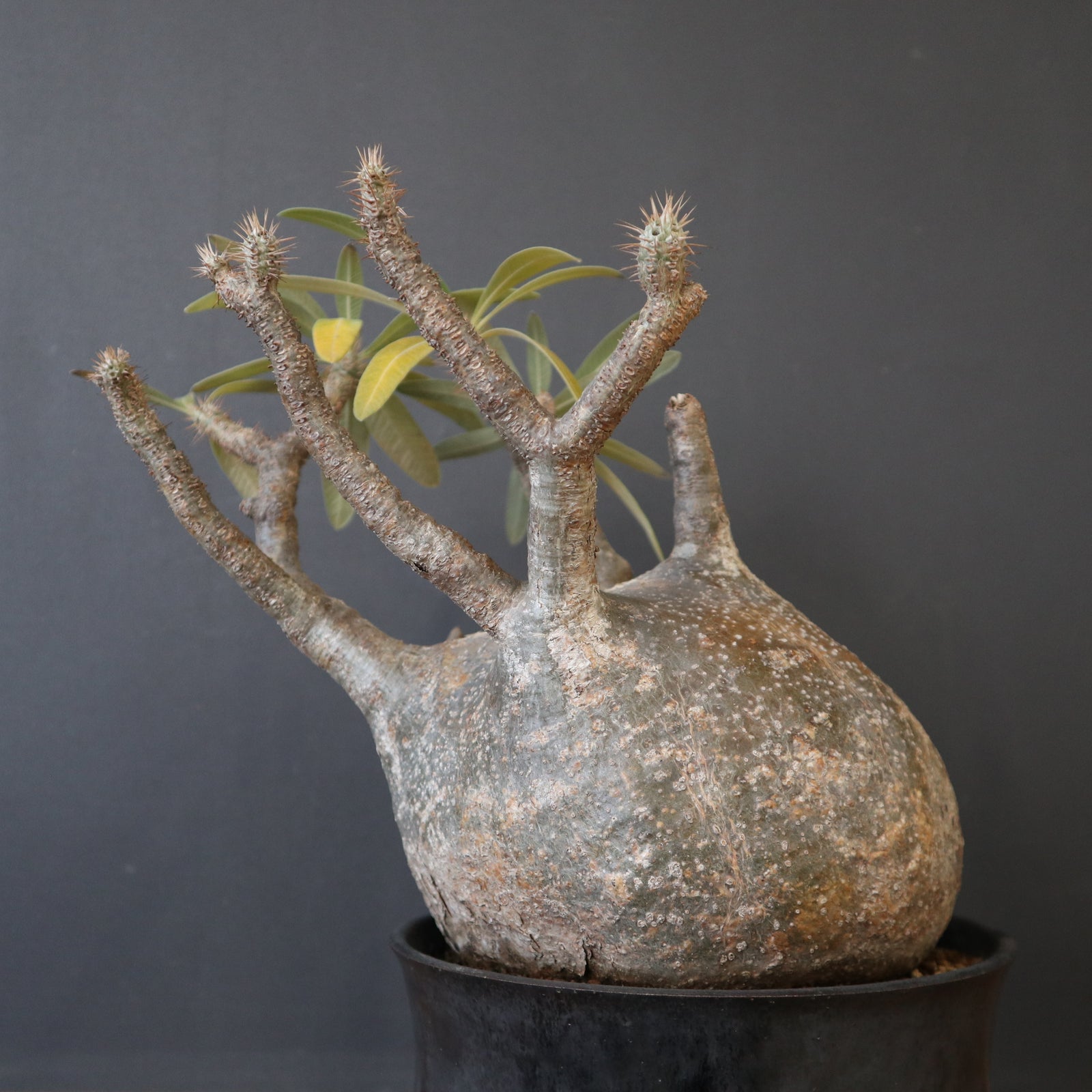 P.グラキリス 1245 – TaiShoDo ONLINE SHOP