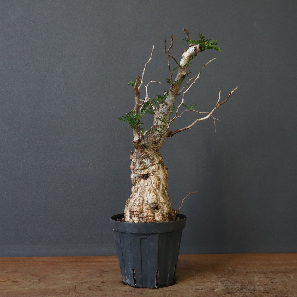 新商品 – 8ページ目 – TaiShoDo ONLINE SHOP