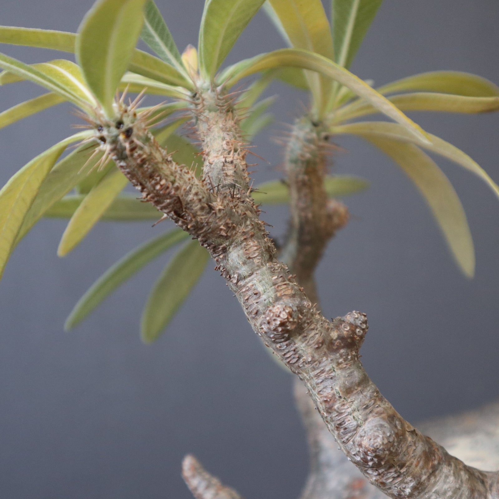 P.グラキリス 1245 – TaiShoDo ONLINE SHOP