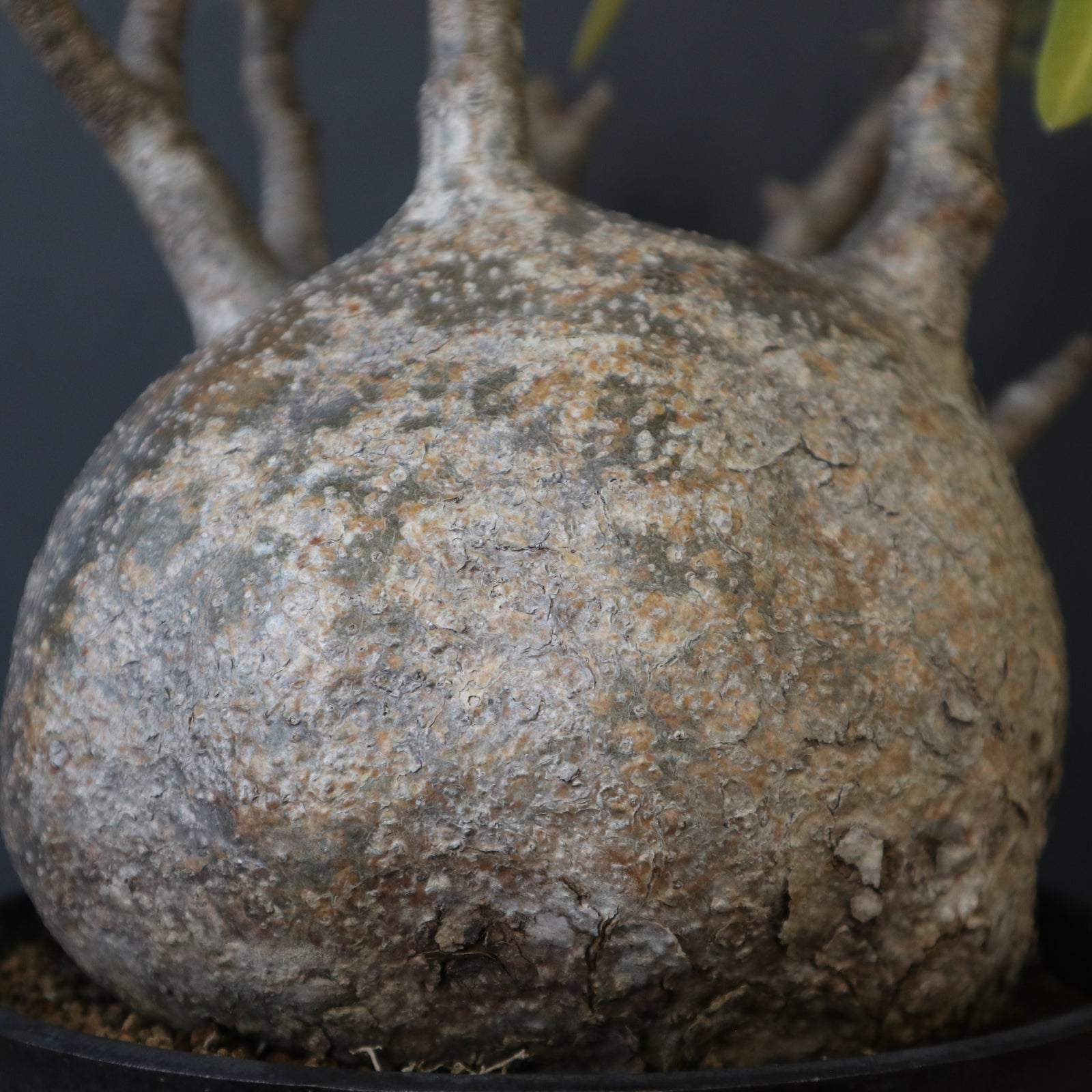 P.グラキリス 1245 – TaiShoDo ONLINE SHOP