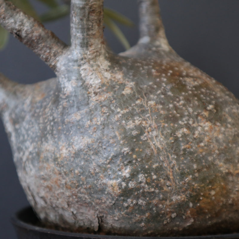 P.グラキリス 1245 – TaiShoDo ONLINE SHOP