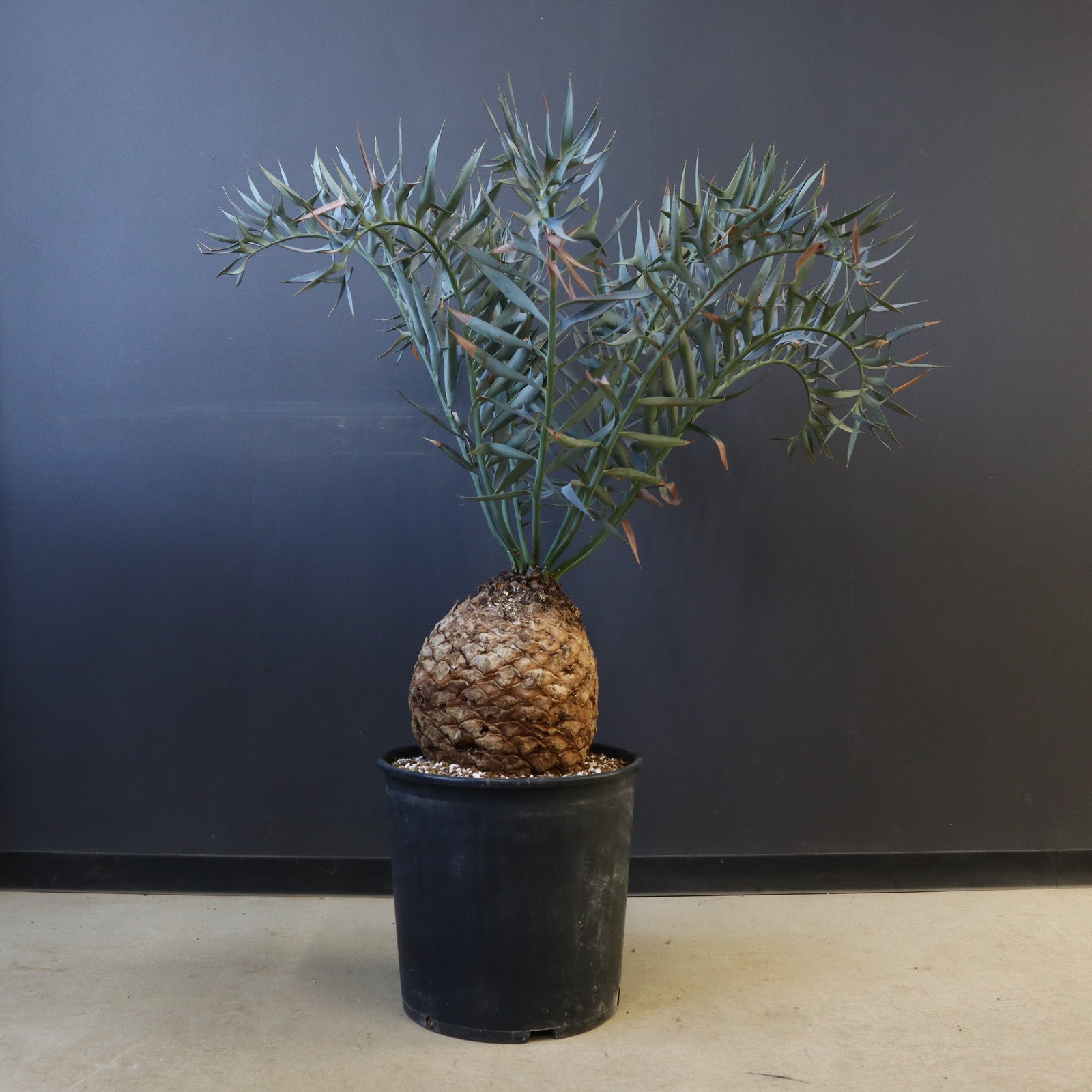 エンセファラルトス ホリダス 88 – TaiShoDo ONLINE SHOP