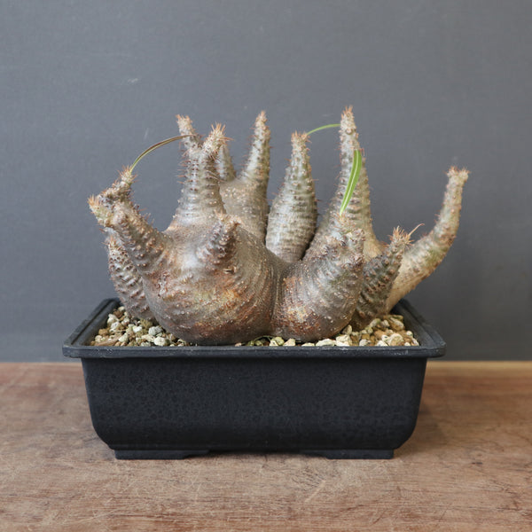 塊根植物 – 「