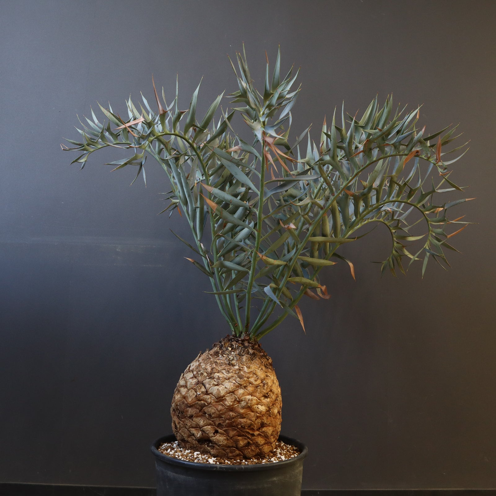 パキプーエンセファラルトス　ホリダス エンセファラルトス ホリダス 88 – TaiShoDo ONLINE SHOP