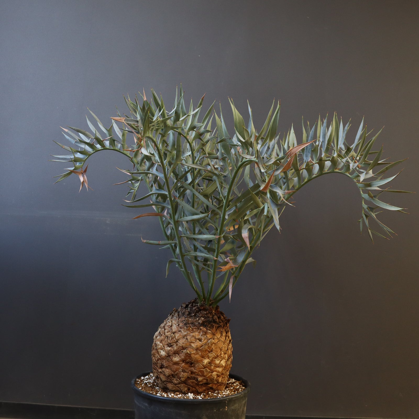 エンセファラルトス ホリダス 88 – TaiShoDo ONLINE SHOP