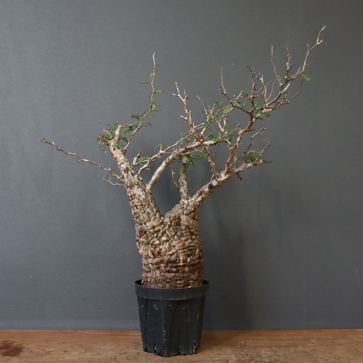 新商品 – 8ページ目 – TaiShoDo ONLINE SHOP