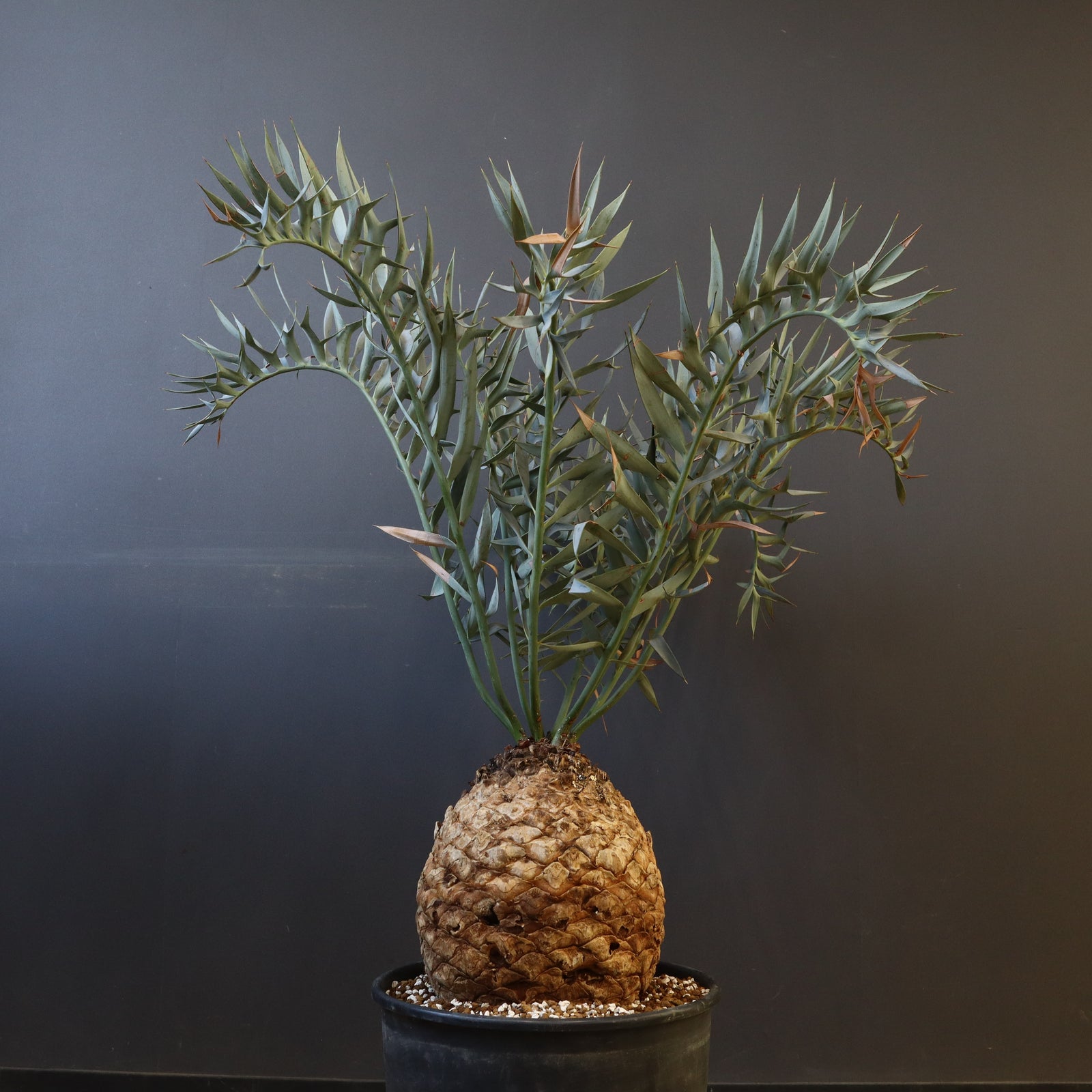 エンセファラルトス ホリダス 88 – TaiShoDo ONLINE SHOP