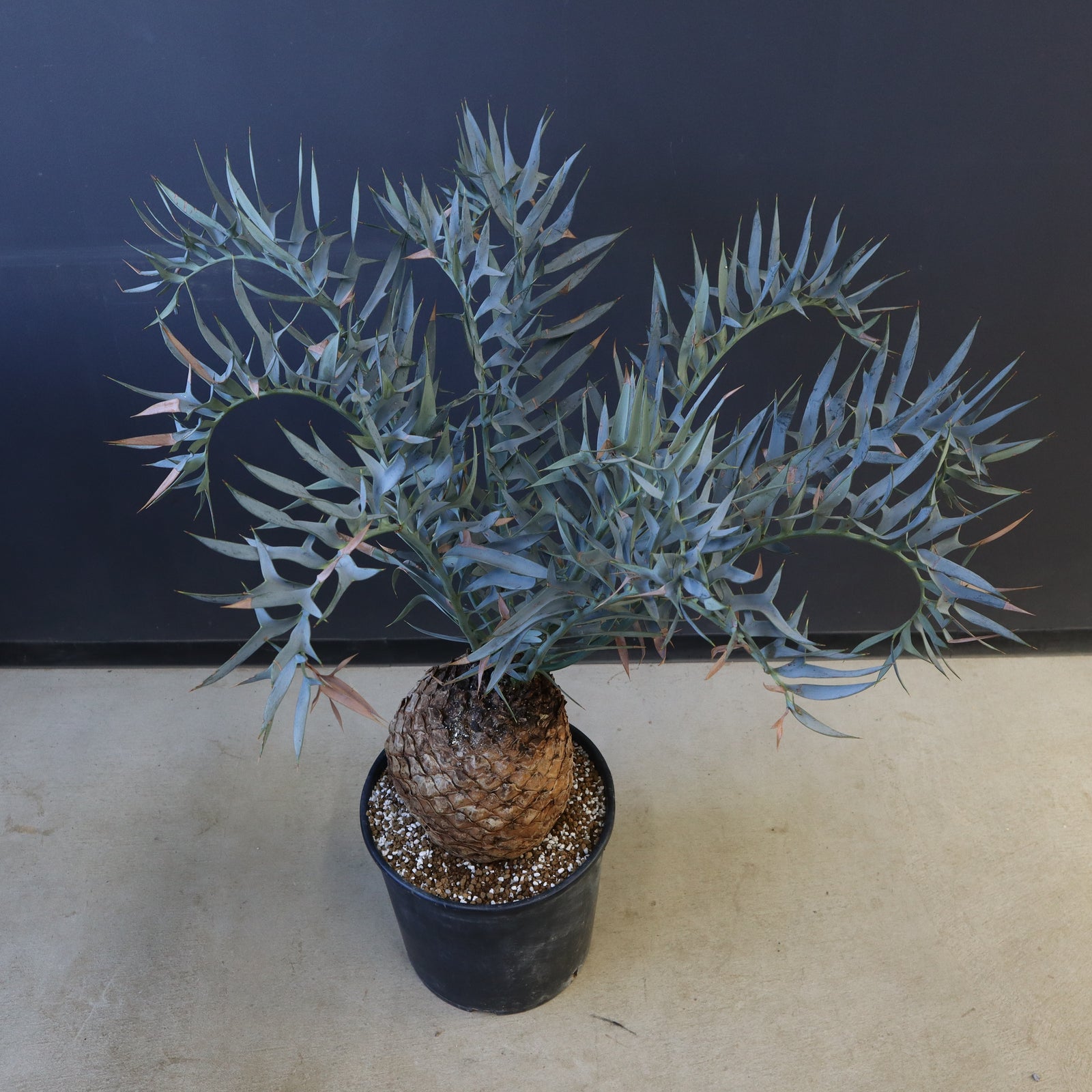 エンセファラルトス ホリダス 88 – TaiShoDo ONLINE SHOP