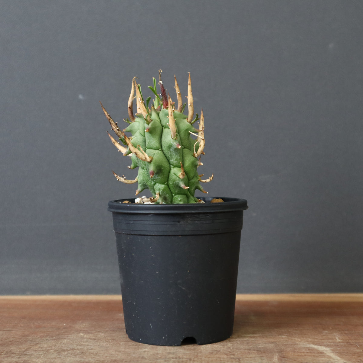 YOSITAKAユーフォルビアセット YOSITAKA様専用ユーフォルビアセット