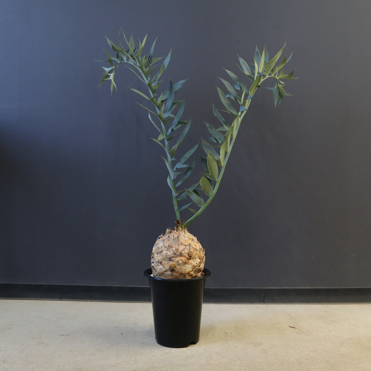 ソテツ – TaiShoDo ONLINE SHOP