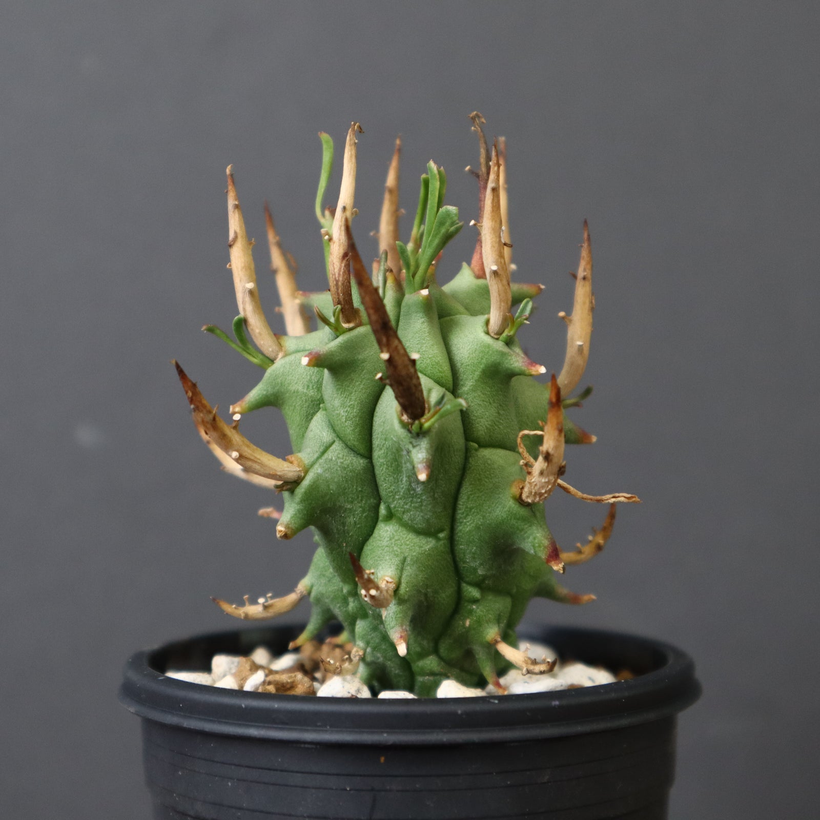 (本日限定)闘牛角 E.闘牛角 05 – TaiShoDo ONLINE SHOP