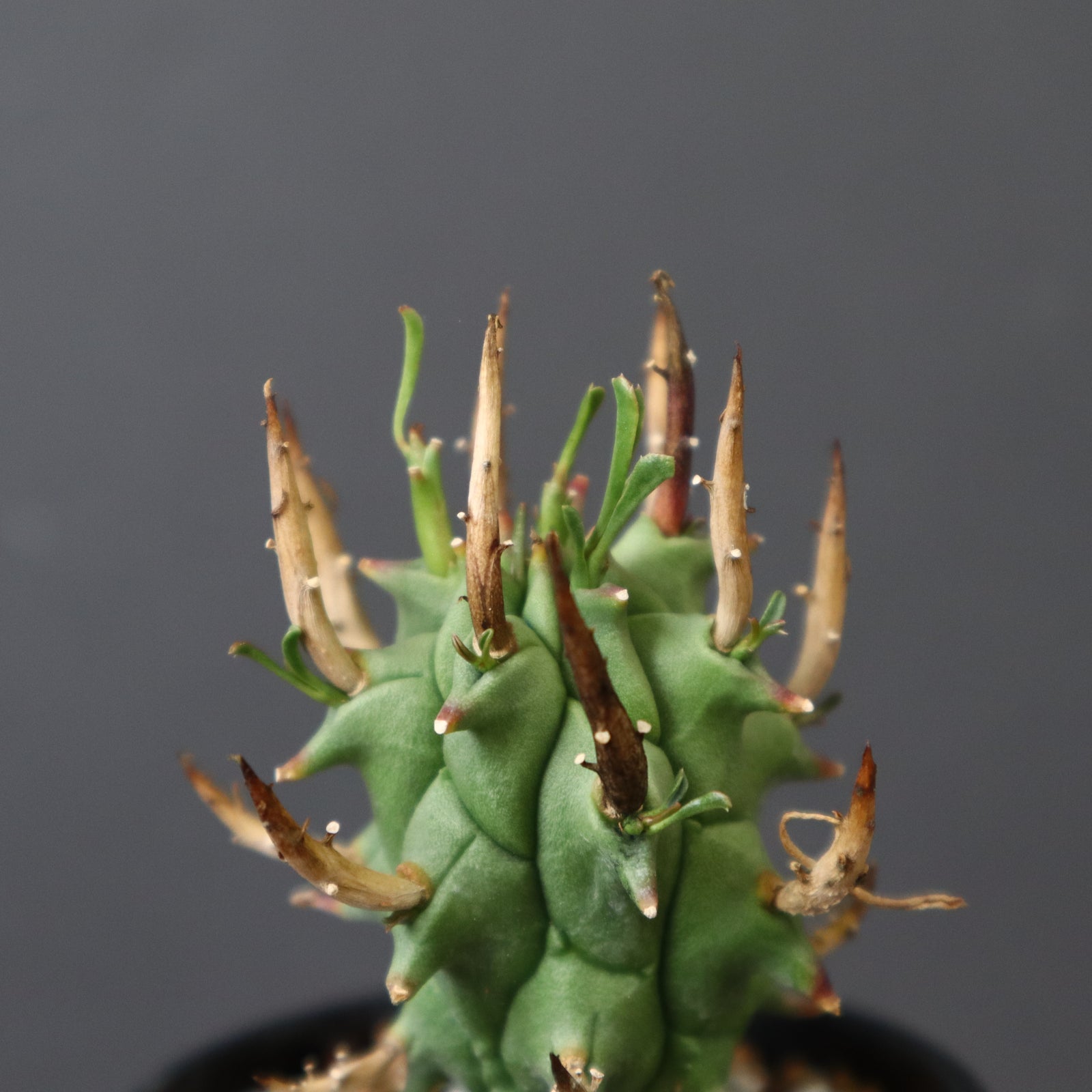 ユーフォルビア　闘牛角 ユーフォルビア スコエンランディ 闘牛角【924】 | PROTOLEAF