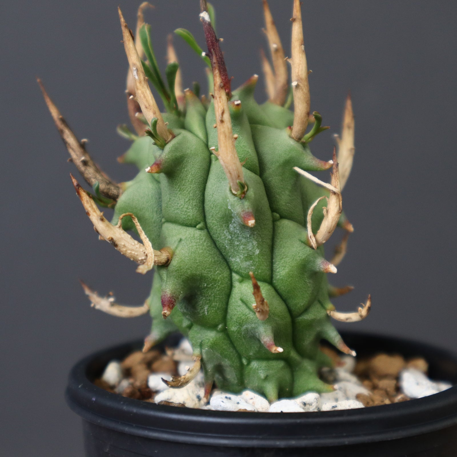 IMG_9897_4ca607d8-fbdb-410c-