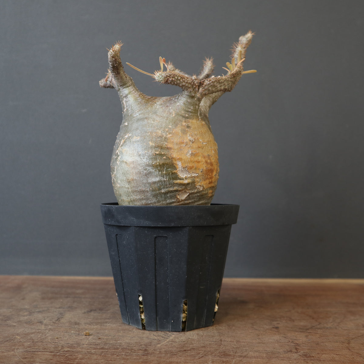 塊根植物 – 5ページ目 – TaiShoDo ONLINE SHOP