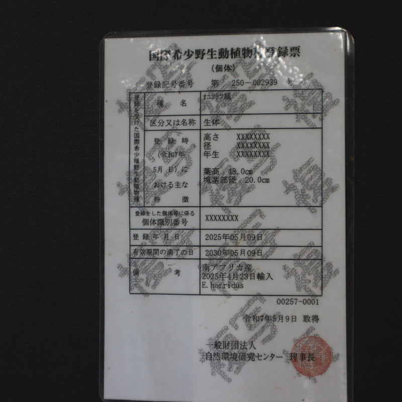 エンセファラルトス ホリダス 87