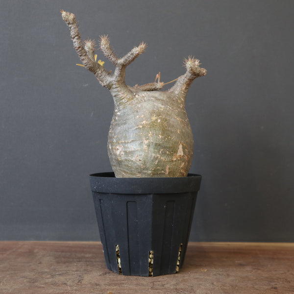 塊根植物 – 3ページ目 – TaiShoDo ONLINE SHOP