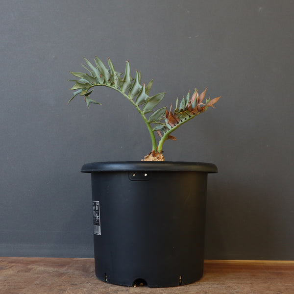 D66Encephalartos horridusエンセファラルトスホリダス1粒 D66Encephalartos horridusエンセファラルトスホリダス1粒