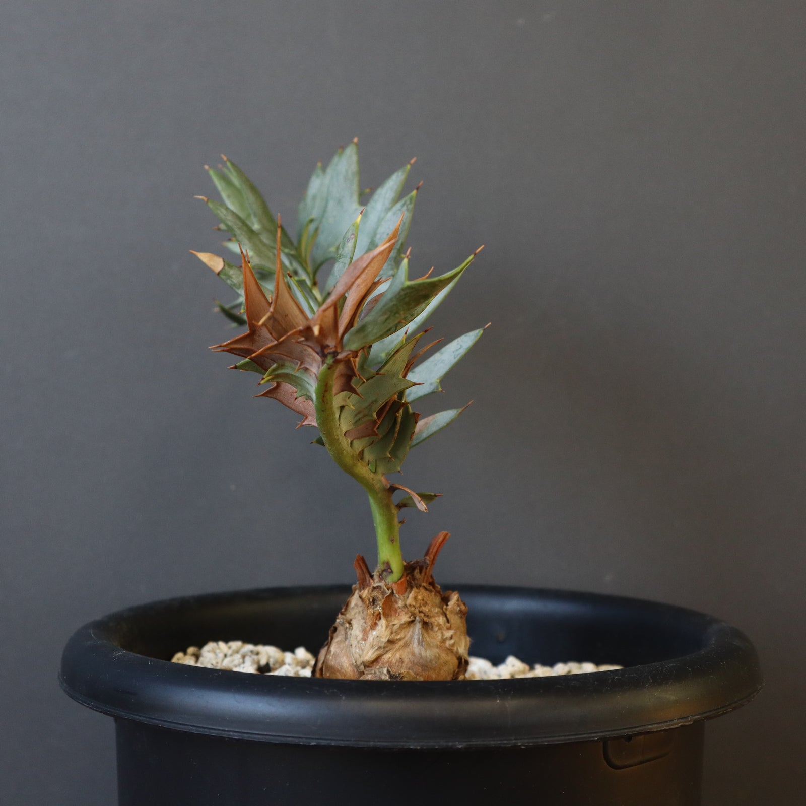 エンセファラルトス ホリダス エンセファラルトス ホリダス 61 – TaiShoDo ONLINE SHOP