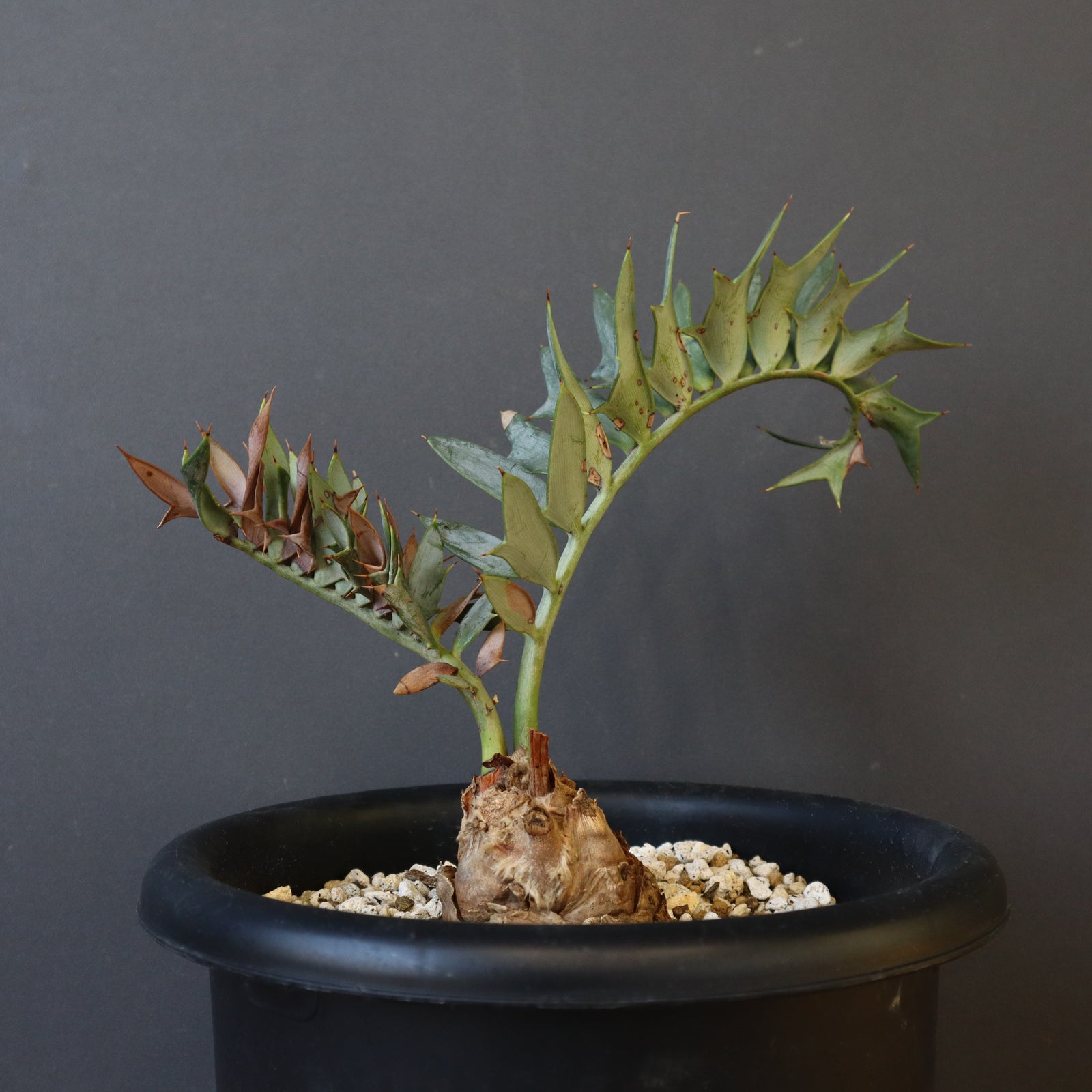 19 エンセファラルトス ホリダス オレンジ肌 特大 葉性最高 19 エンセファラルトス ホリダス オレンジ肌 特大 葉性最高