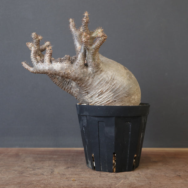 P.グラキリス【綴化】 1172 – TaiShoDo ONLINE SHOP