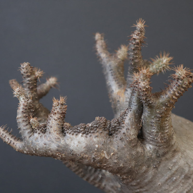 P.グラキリス【綴化】 1172 – TaiShoDo ONLINE SHOP