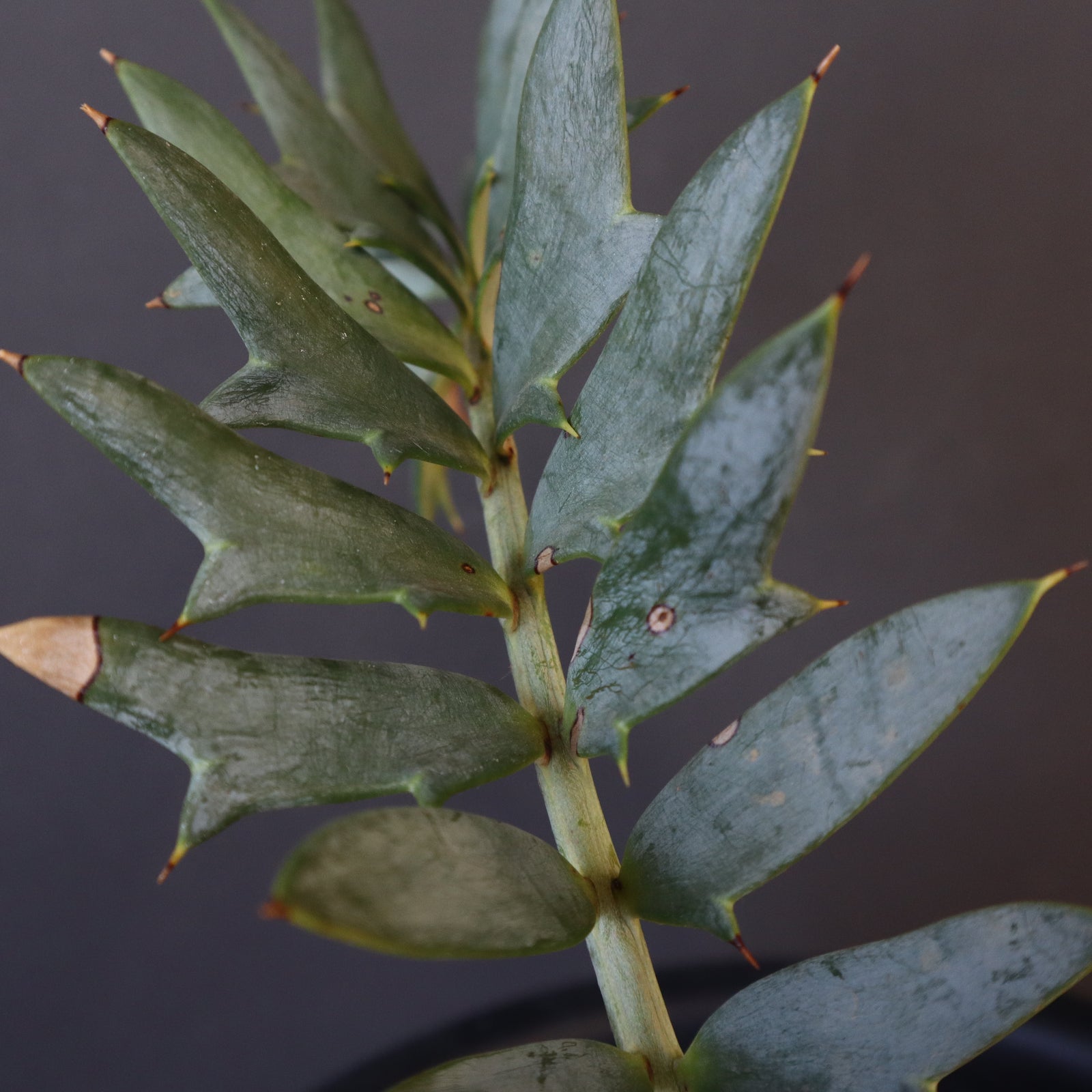 Apホリダス エンセファラルトス ホリダス 67 – TaiShoDo ONLINE SHOP